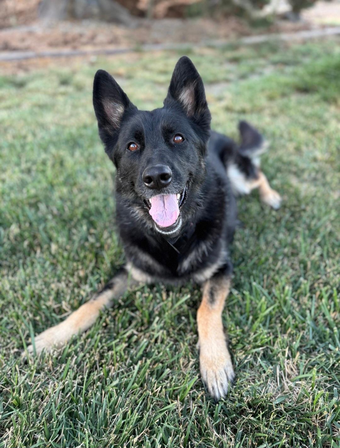 Ada, a ADOPTABLE German Shepherd Dog in Union Gap, WA image 5/5