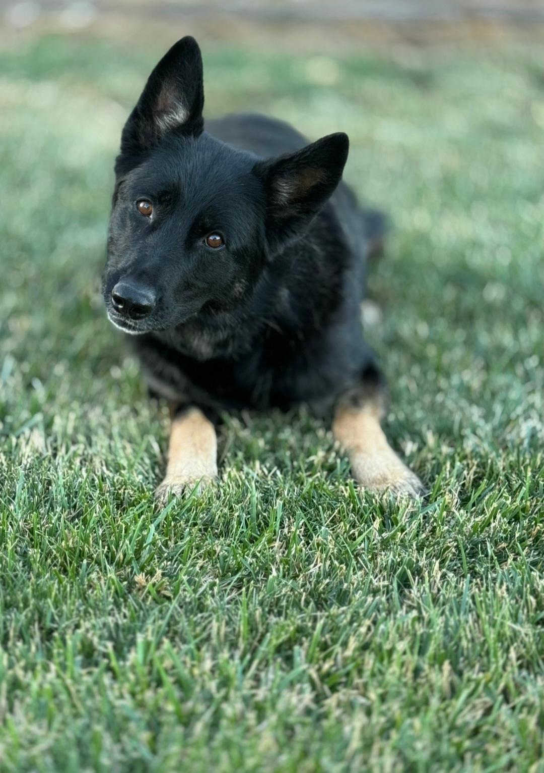 Ada, a ADOPTABLE German Shepherd Dog in Union Gap, WA image 4/5
