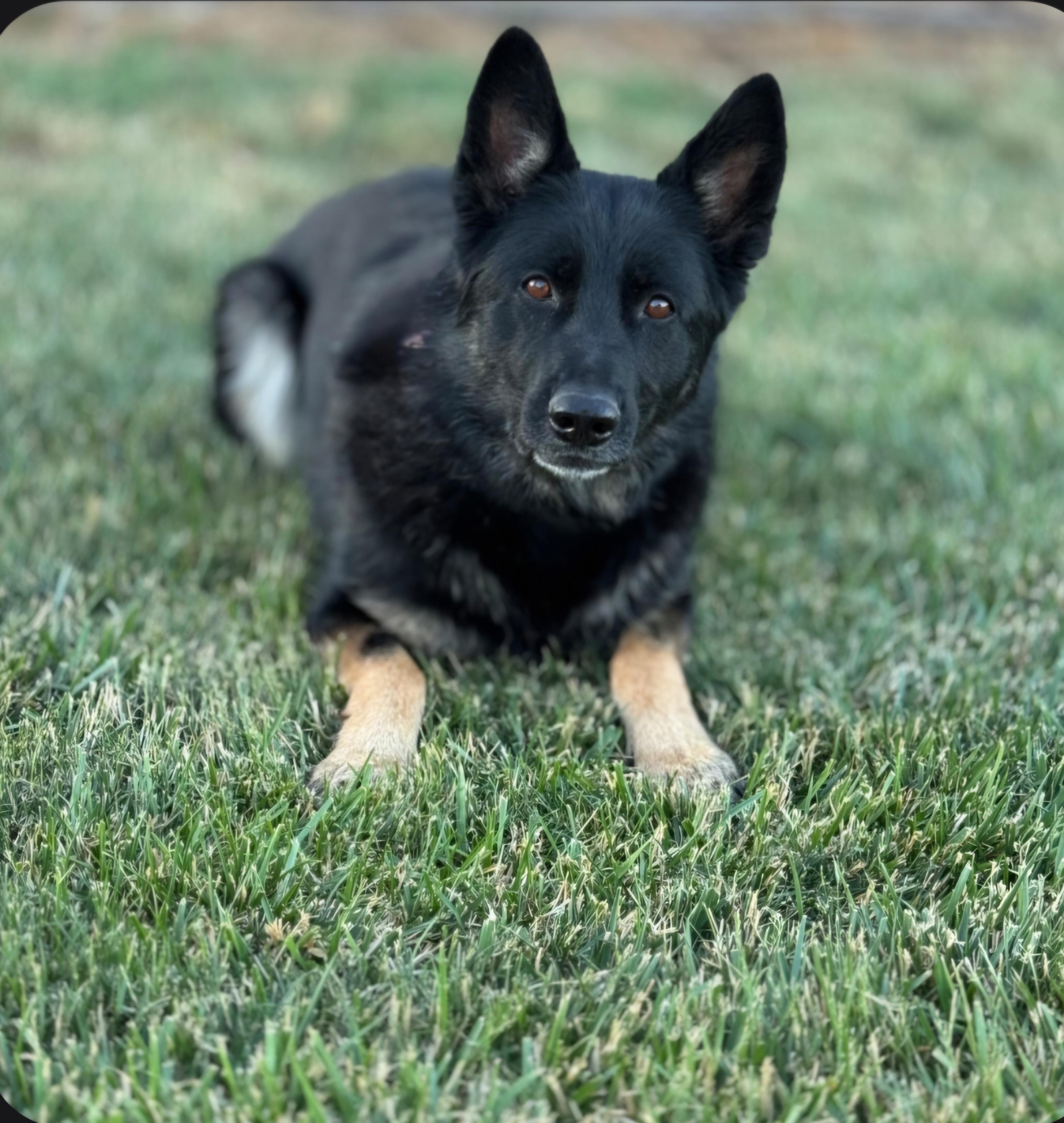 Ada, a ADOPTABLE German Shepherd Dog in Union Gap, WA image 3/5