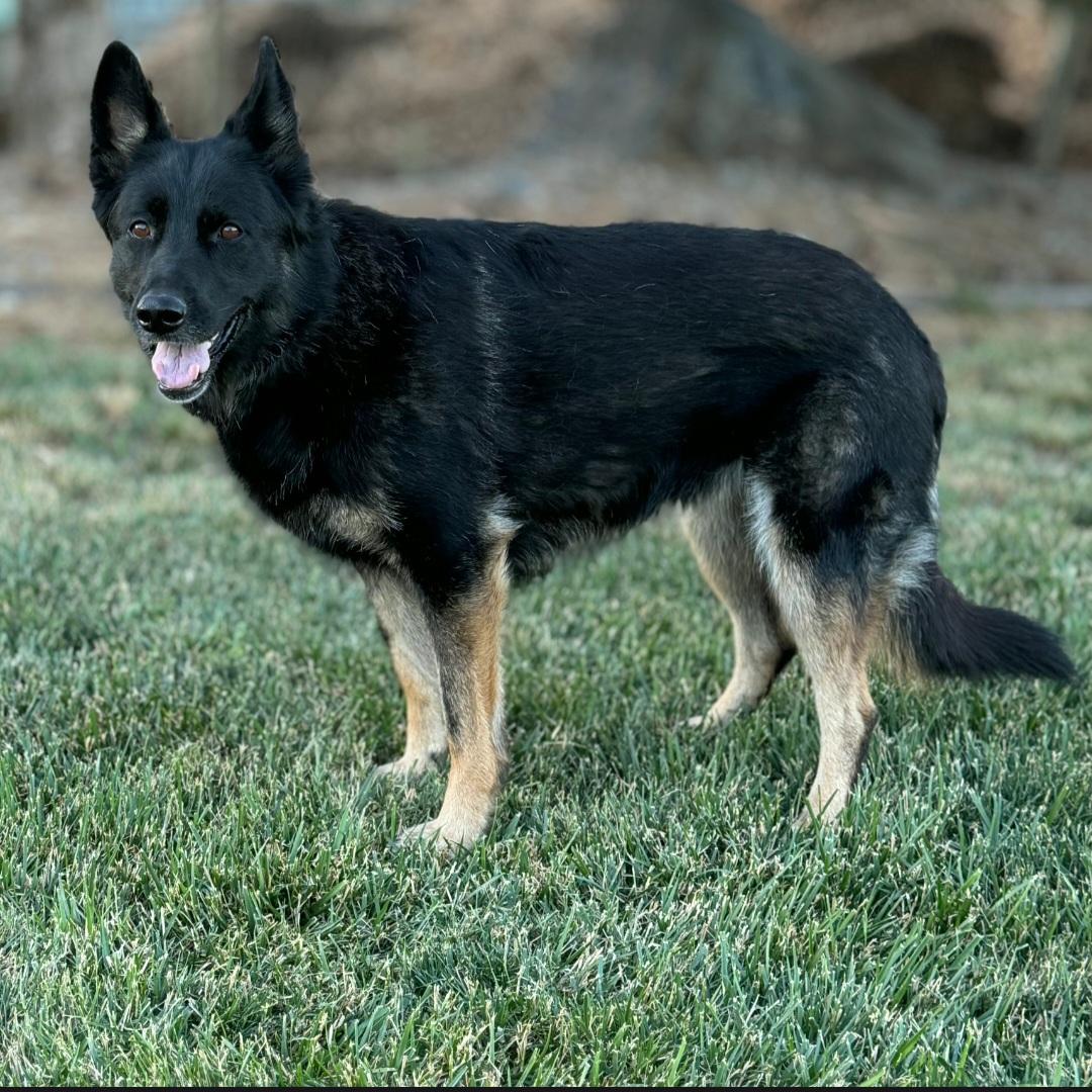 Ada, a ADOPTABLE German Shepherd Dog in Union Gap, WA image 2/5