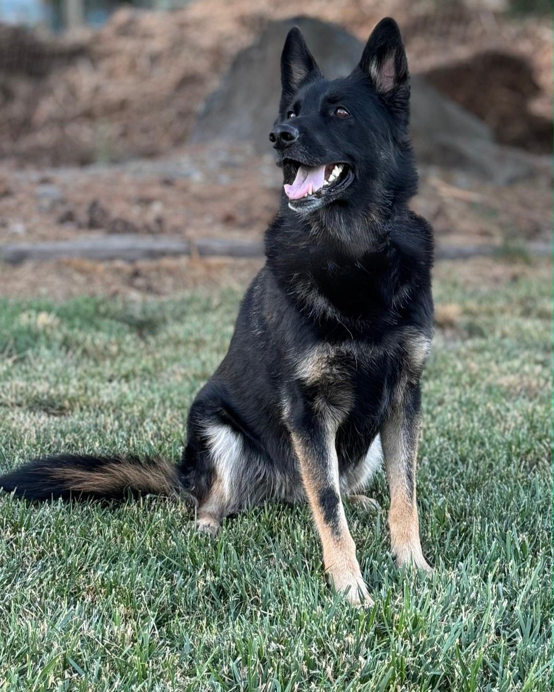 Ada, a ADOPTABLE German Shepherd Dog in Union Gap, WA image 1/5