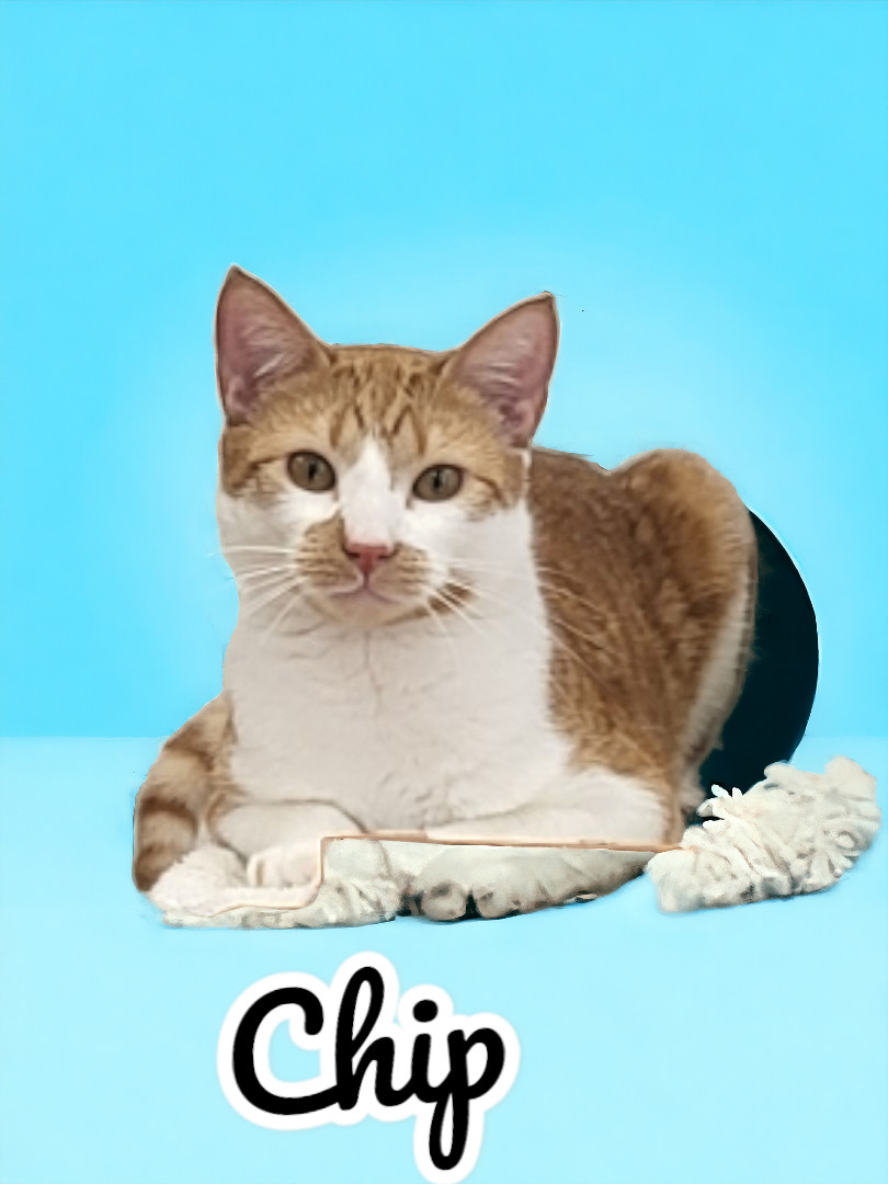 Enlarge Chip, a Adoptable Domestic Short Hair in Murrells Inlet, SC image 1/3