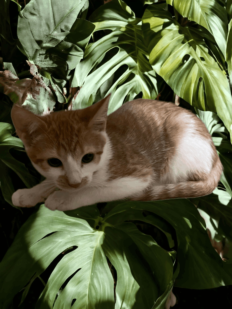 Enlarge Chip, a Adoptable Domestic Short Hair in Murrells Inlet, SC image 2/3