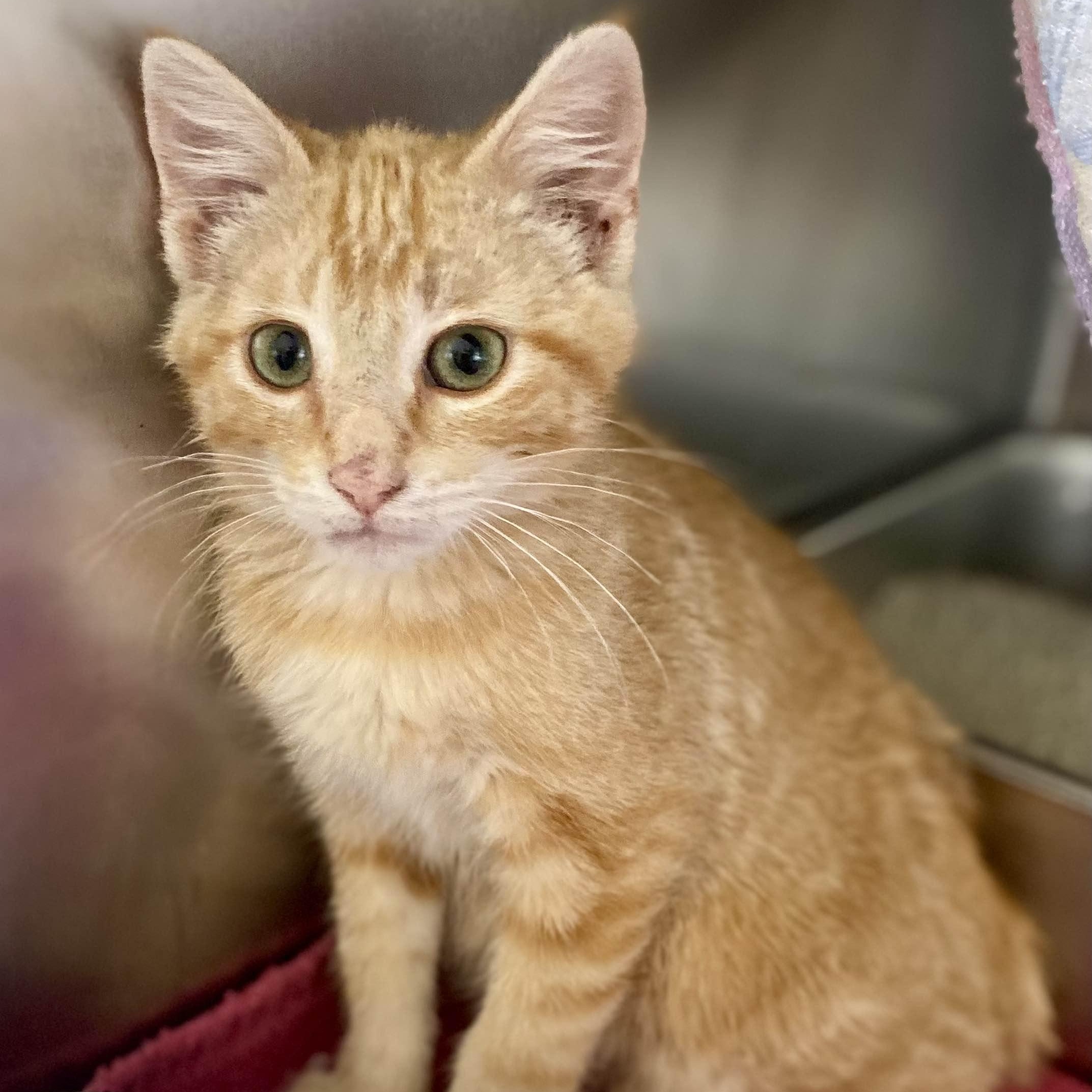 Enlarge Goldfinger, a Adoptable Domestic Short Hair in Blackfoot, ID image 1/1