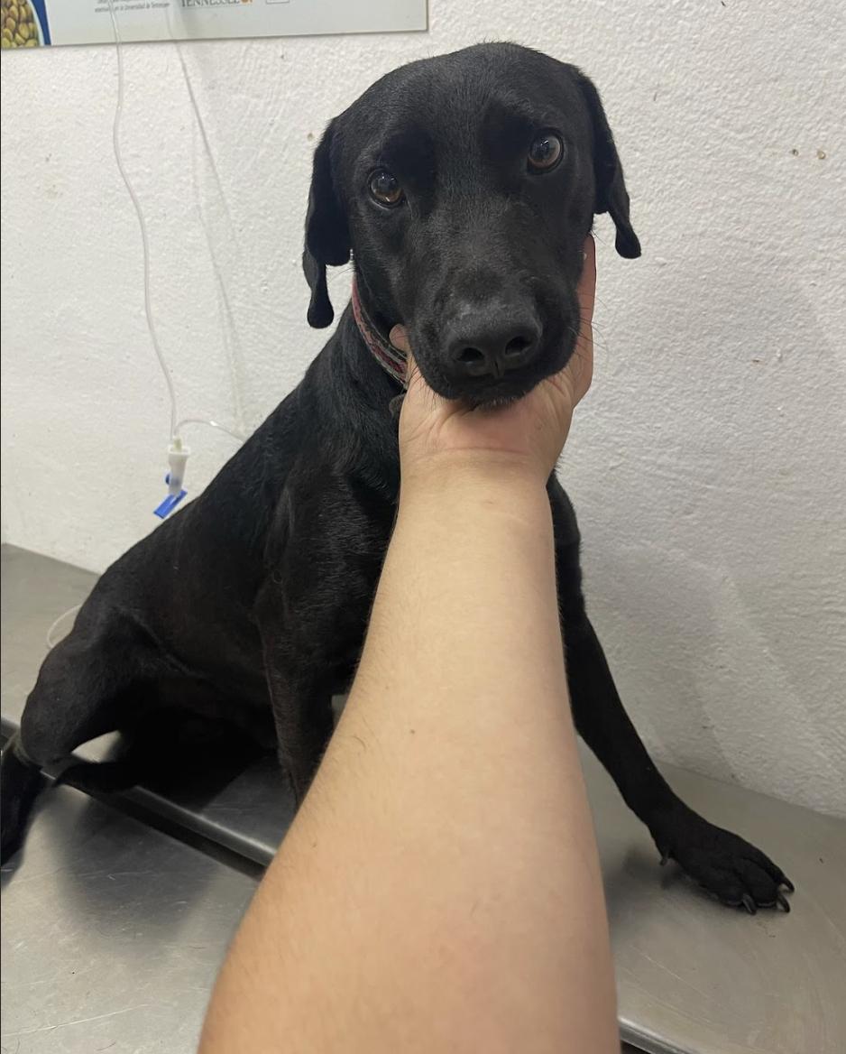 Eduardo, Adoptable, Adult Male Mixed Breed.