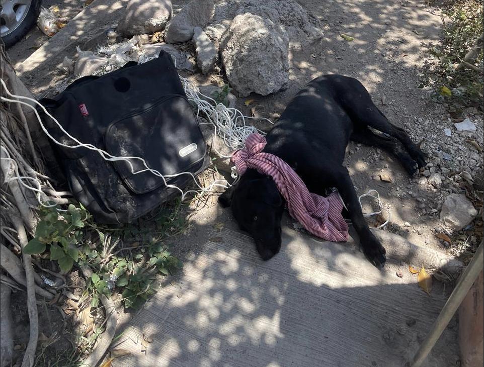 Enlarge Eduardo, a Adoptable mixed breed in EL COLORADO, JAL image 2/6