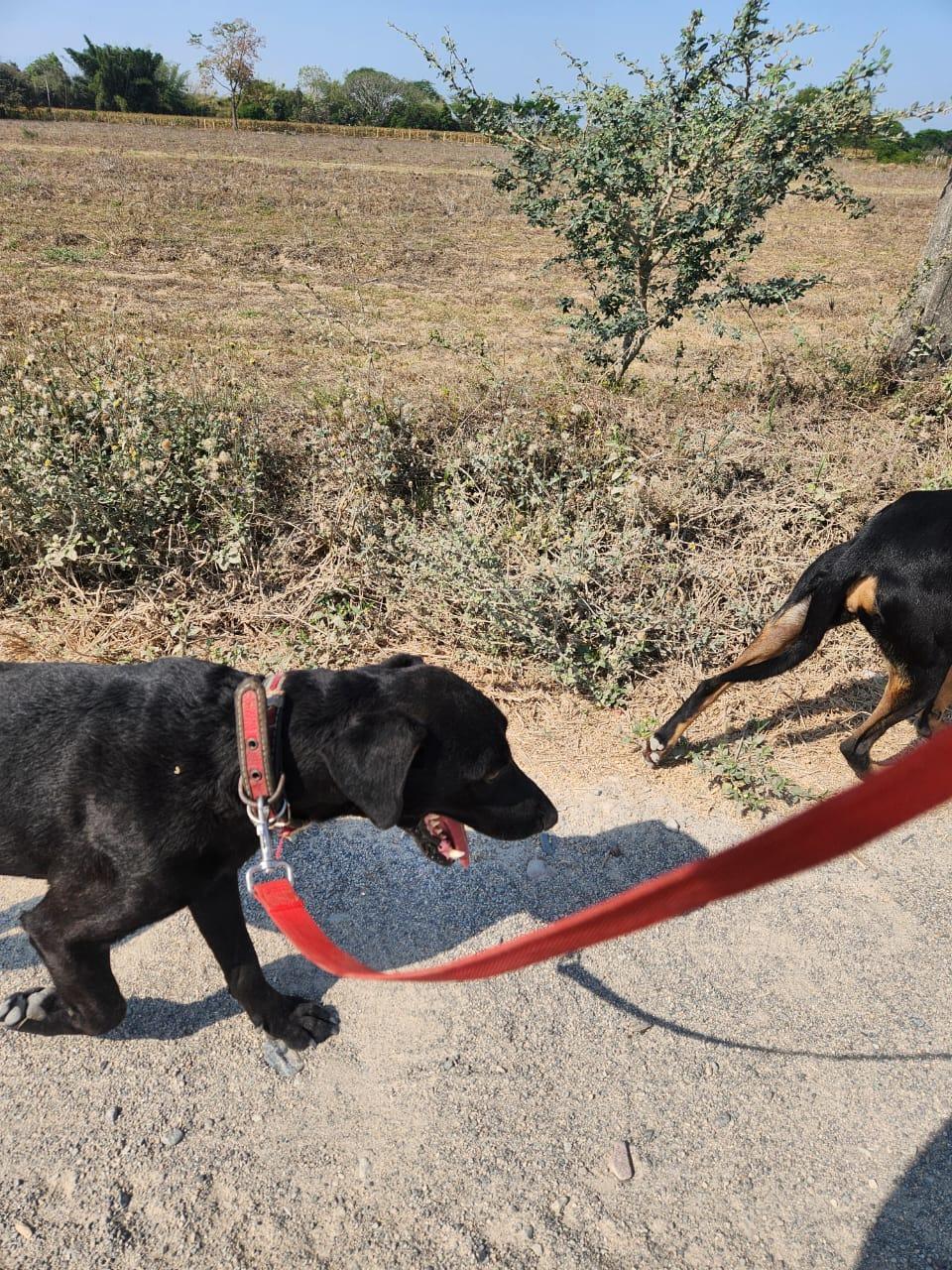 Enlarge Eduardo, a Adoptable mixed breed in EL COLORADO, JAL image 3/6