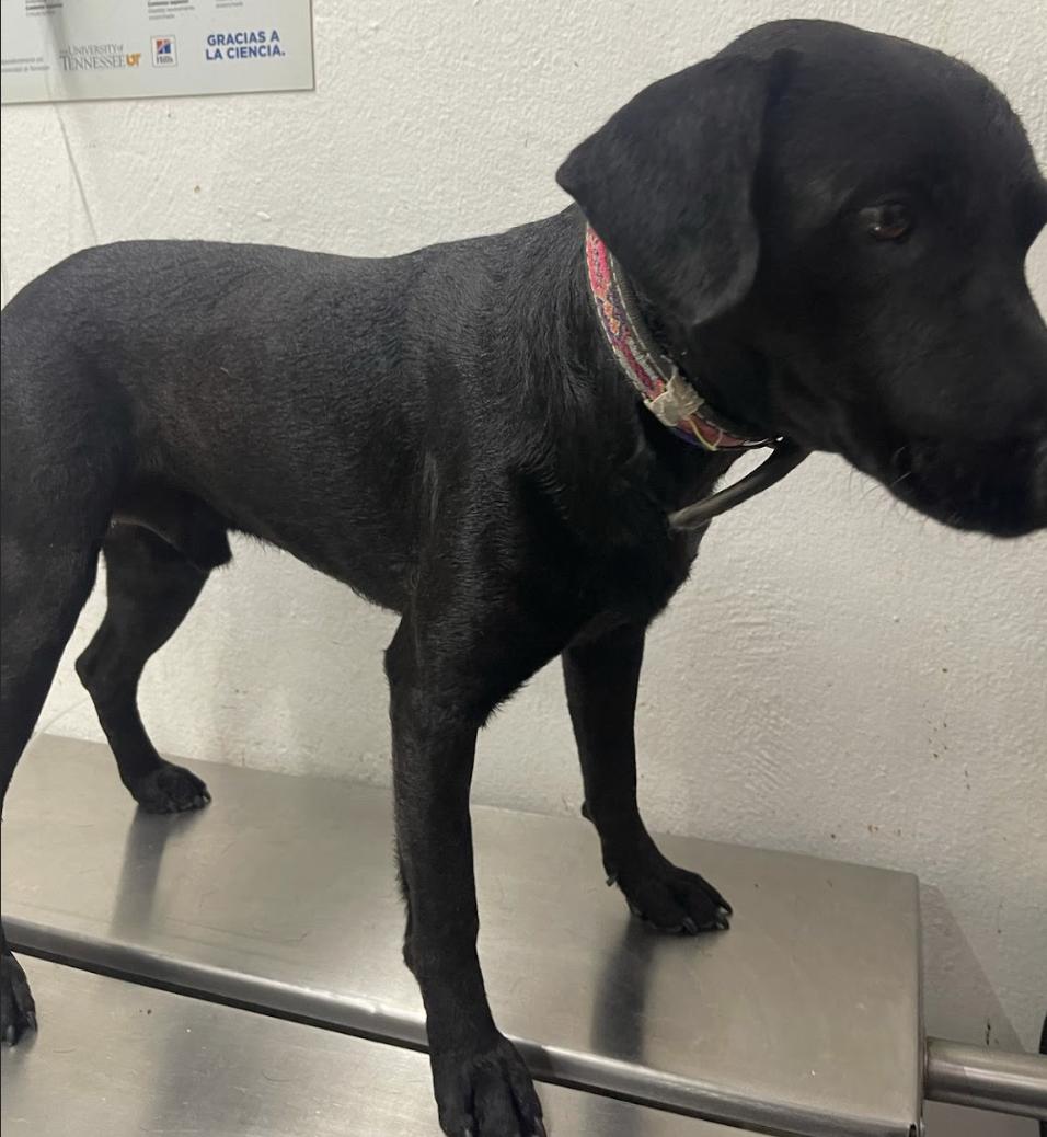 Enlarge Eduardo, a Adoptable mixed breed in EL COLORADO, JAL image 4/6