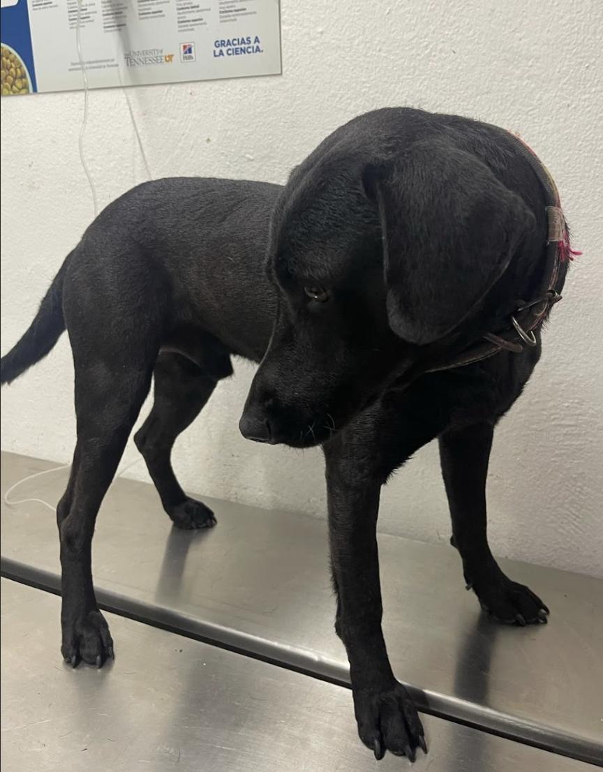 Enlarge Eduardo, a Adoptable mixed breed in EL COLORADO, JAL image 5/6