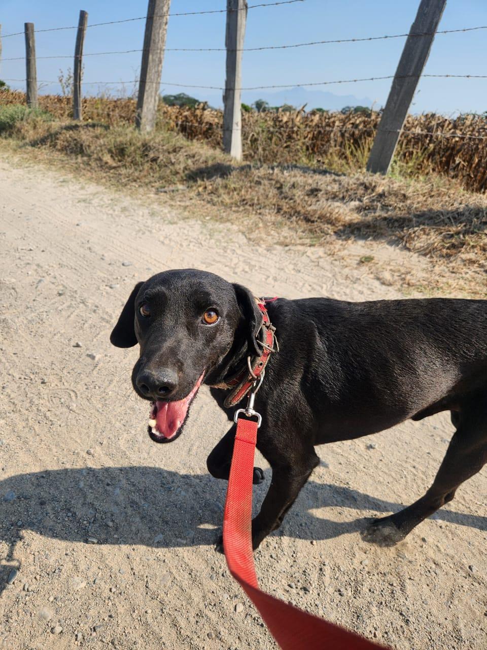Enlarge Eduardo, a Adoptable mixed breed in EL COLORADO, JAL image 6/6