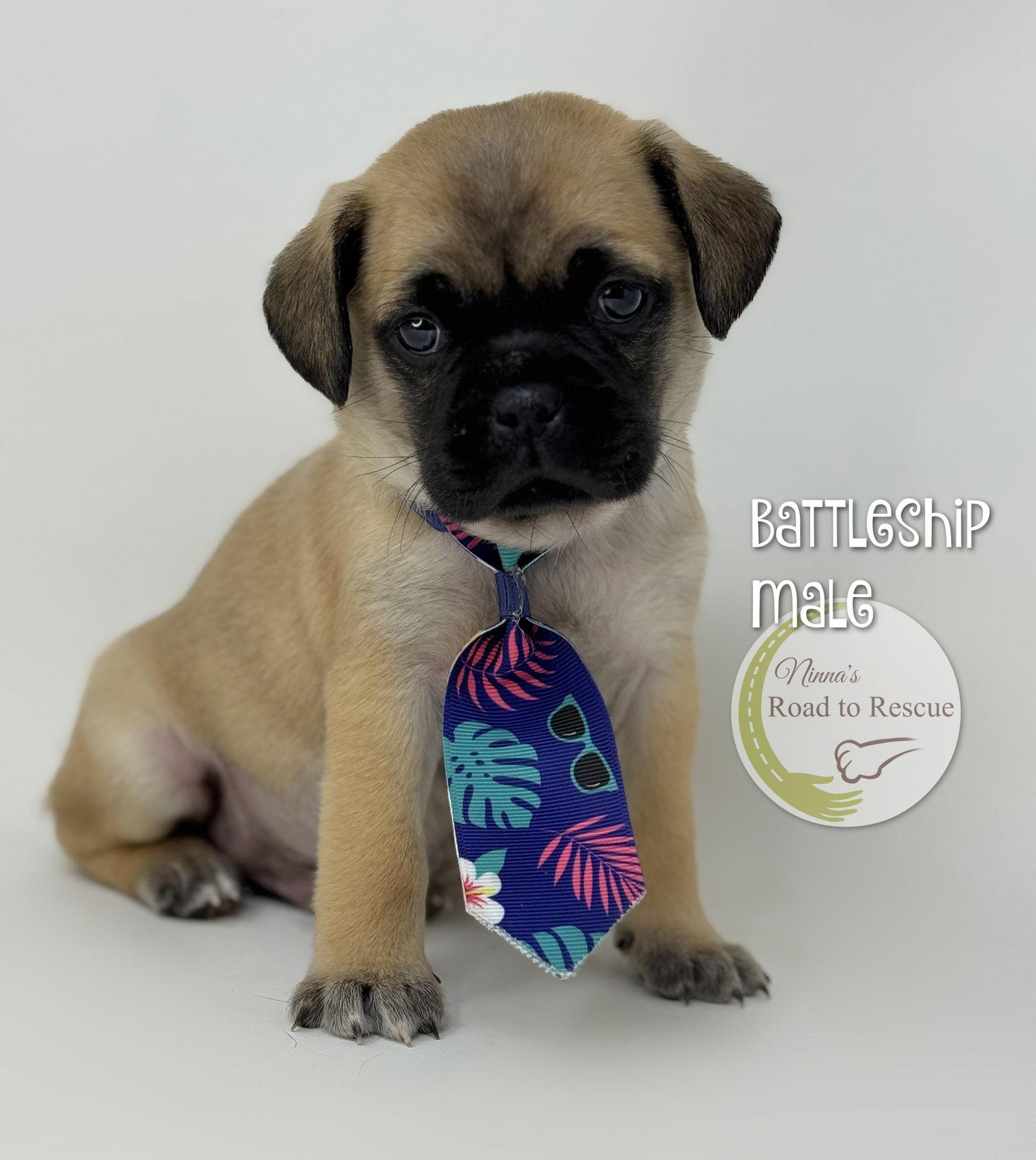 Pug "game" puppies (NOT YET AVAILABLE), Adoptable, Puppy Female Pug & Shih Tzu.