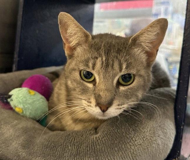 Enlarge Silvervine, a Adoptable mixed breed in Frisco, TX image 1/3