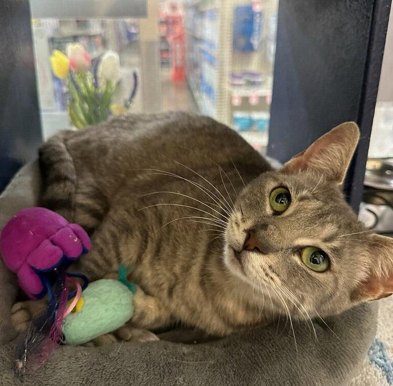 Enlarge Silvervine, a Adoptable mixed breed in Frisco, TX image 2/3