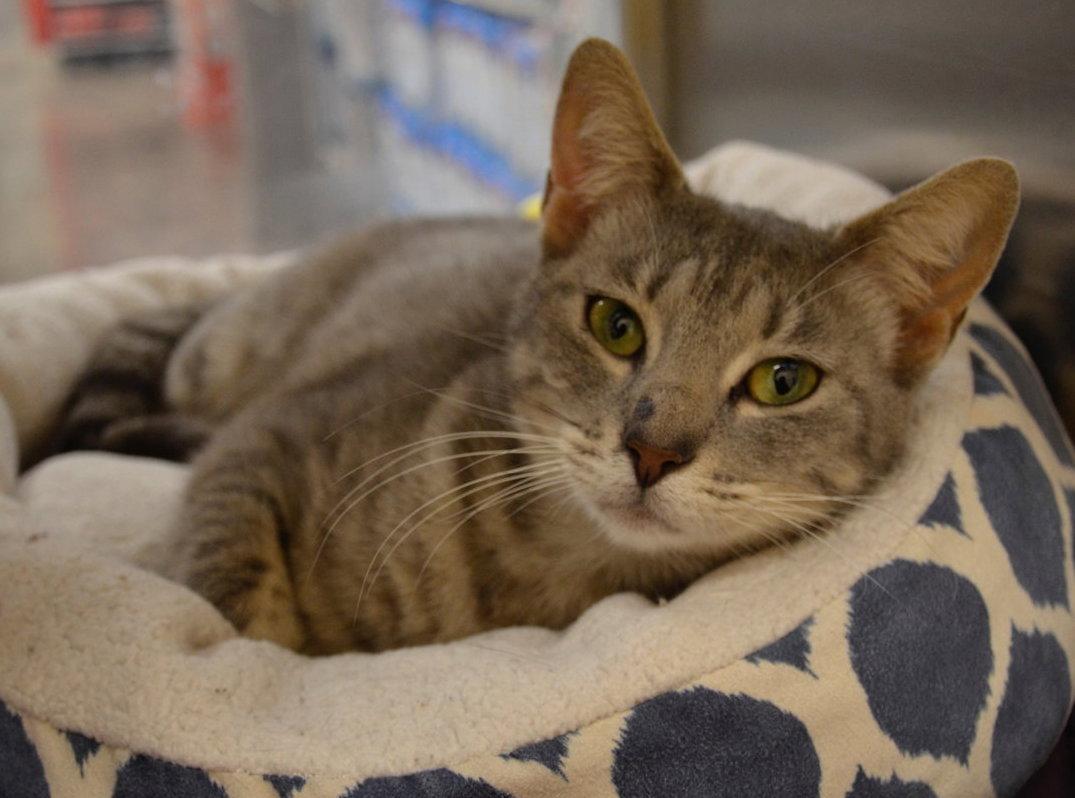 Enlarge Silvervine, a Adoptable mixed breed in Frisco, TX image 3/3