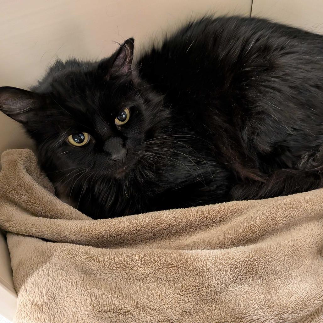 Lammie, a Adoptable Domestic Short Hair in Chattanooga, TN image 1/5