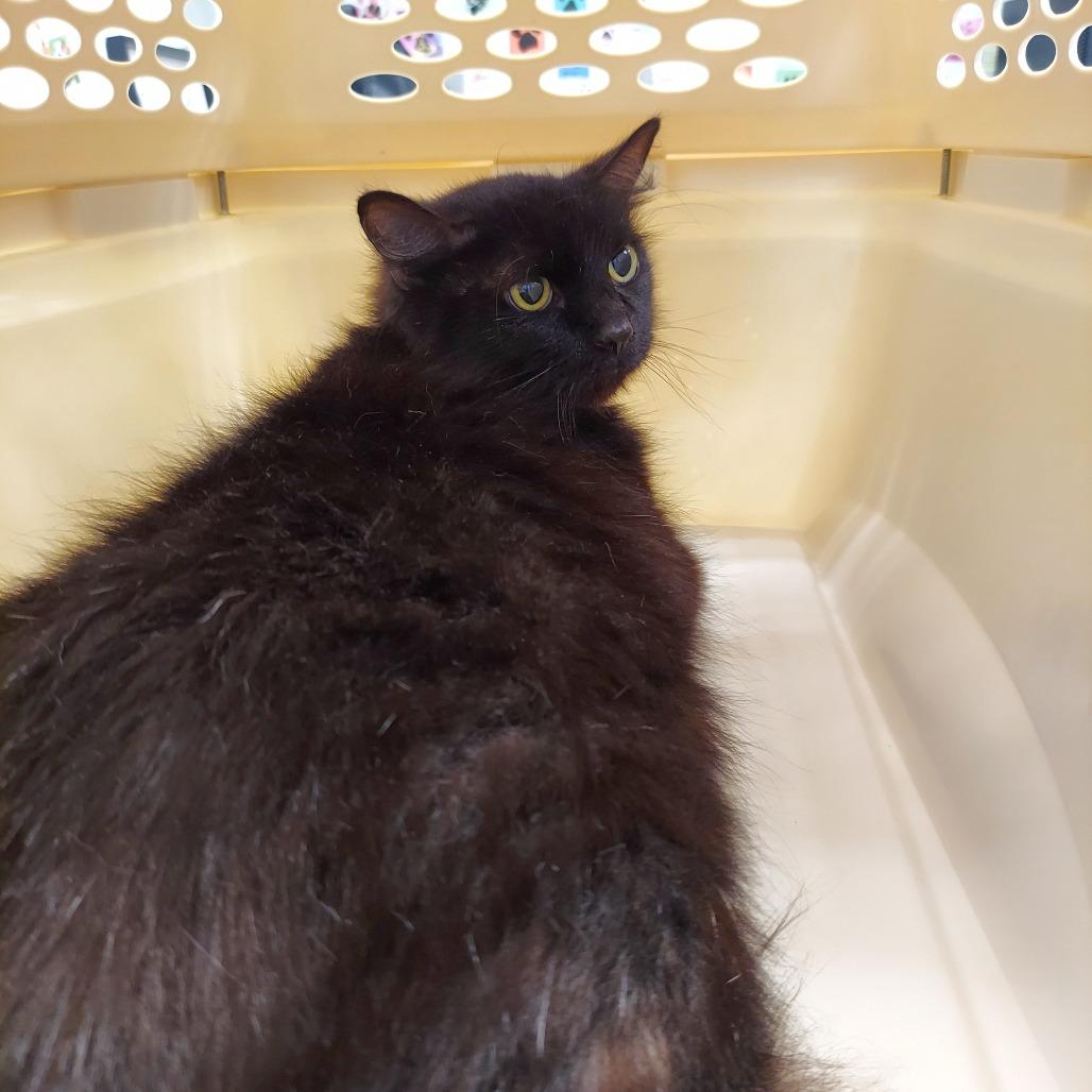 Lammie, a Adoptable Domestic Short Hair in Chattanooga, TN image 2/5