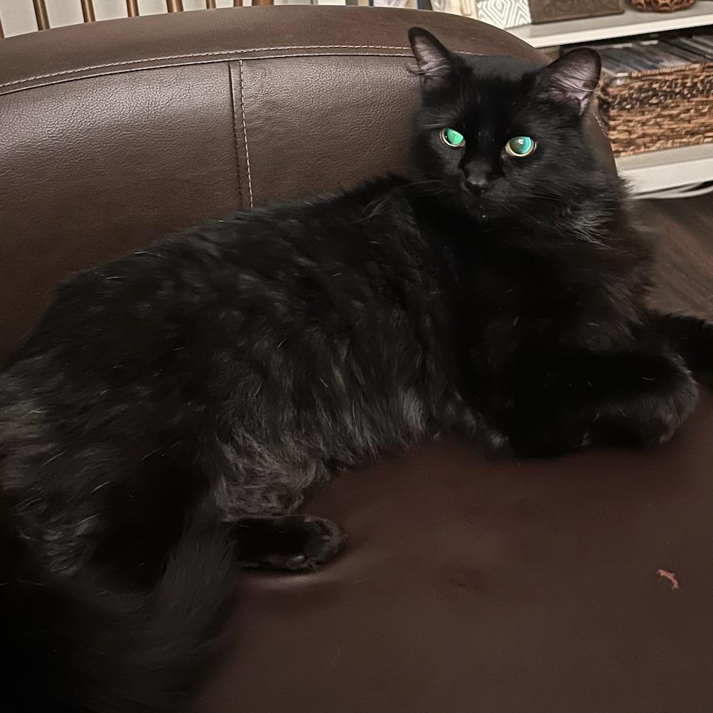 Lammie, a Adoptable Domestic Short Hair in Chattanooga, TN image 3/5