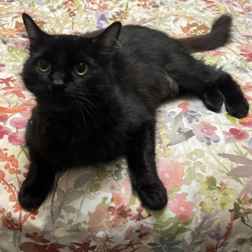 Lammie, a Adoptable Domestic Short Hair in Chattanooga, TN image 4/5