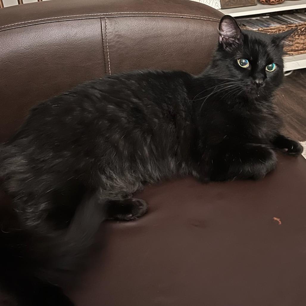 Lammie, a Adoptable Domestic Short Hair in Chattanooga, TN image 5/5