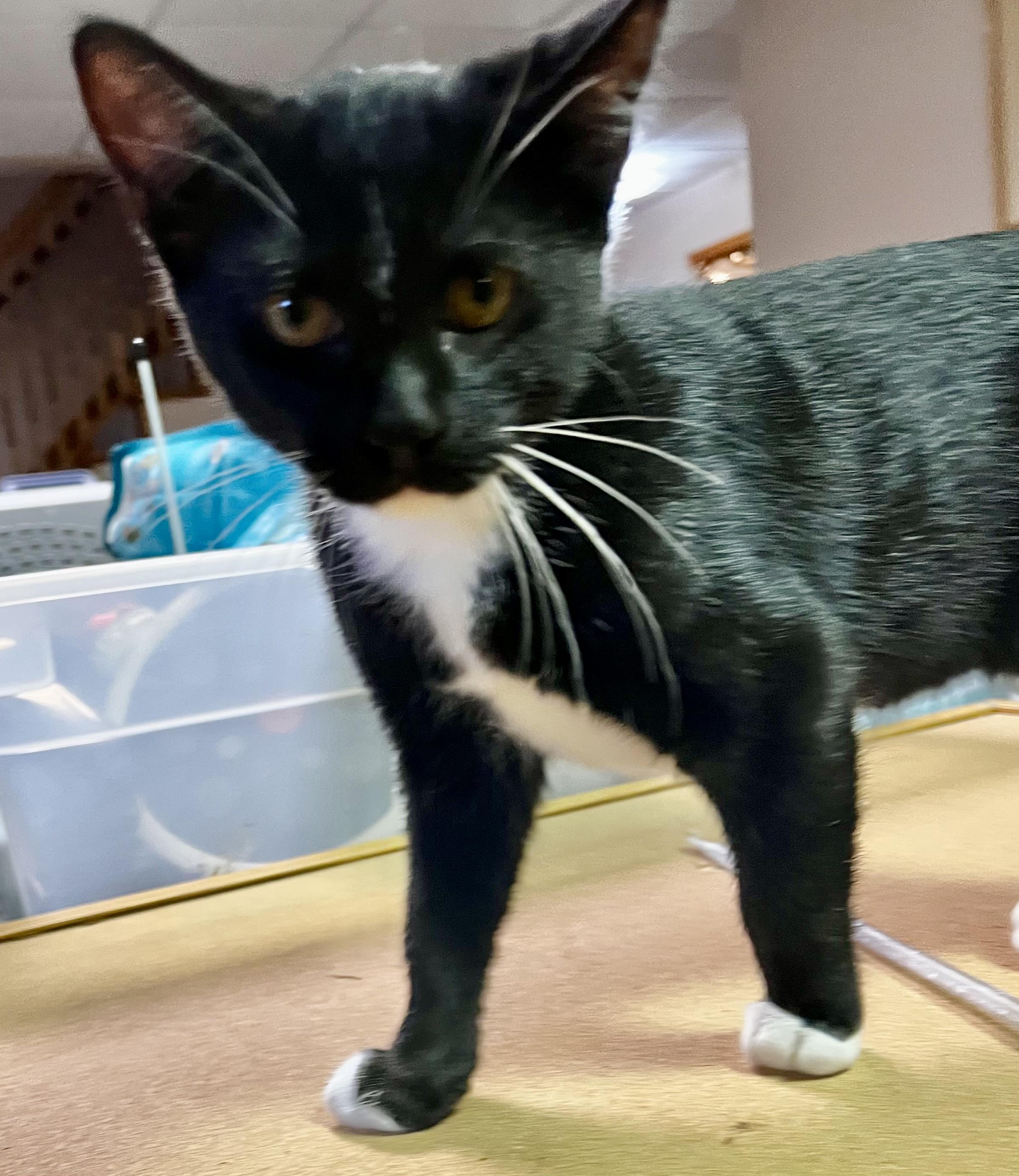 Nivana, a Adoptable Domestic Short Hair in Faribault, MN image 2/2