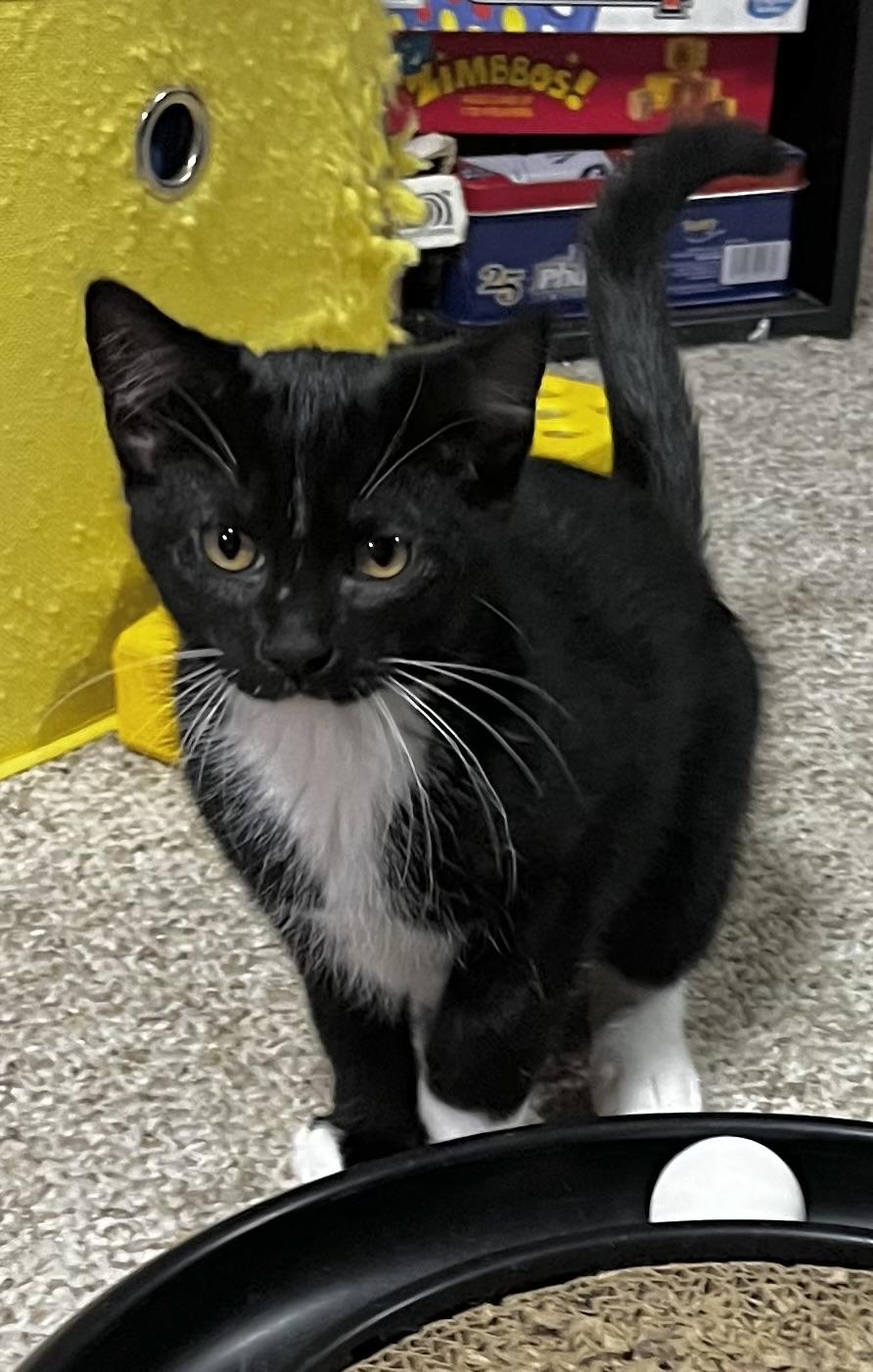 Nivana, Adoptable, Kitten Male Domestic Short Hair.