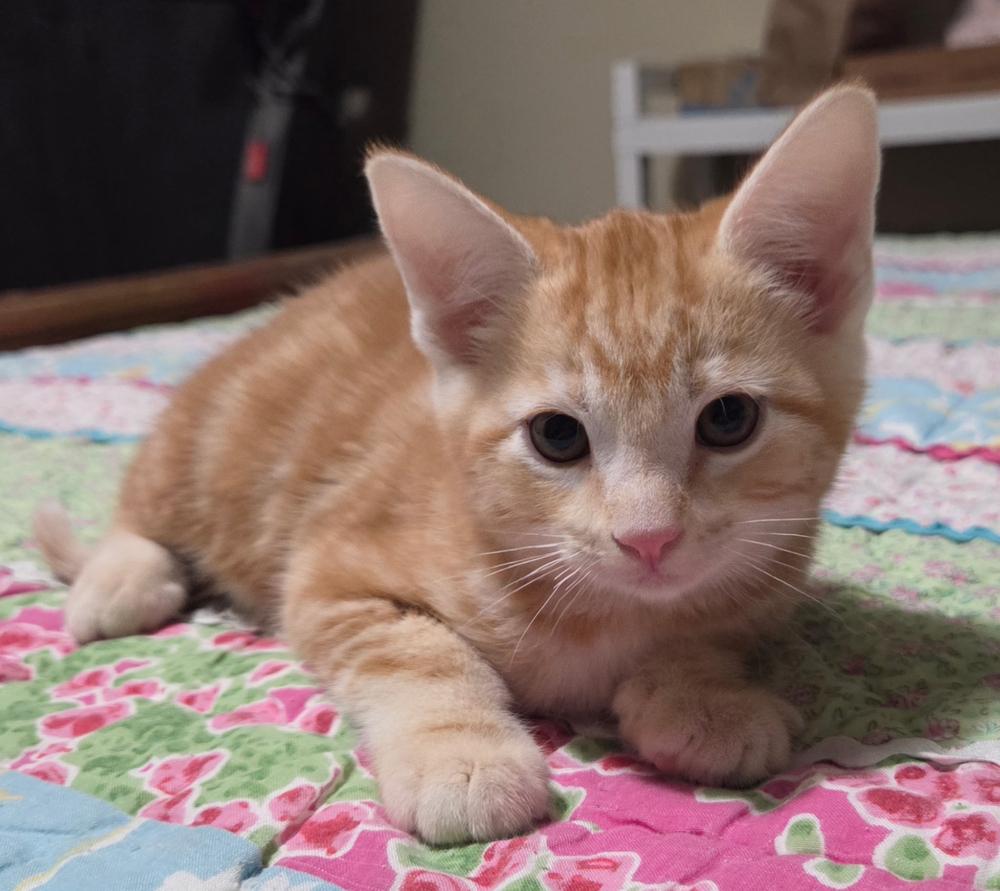 Mango, Adoptable, Kitten Male Domestic Short Hair.
