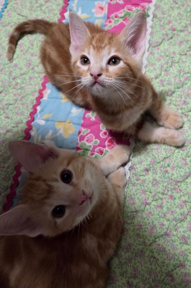 Enlarge Mango, a Adoptable Domestic Short Hair in Portland, OR image 2/3