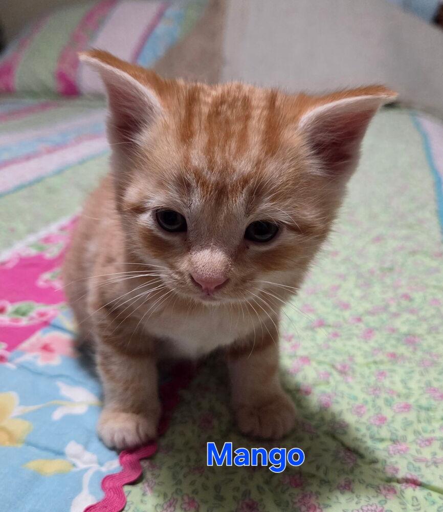 Enlarge Mango, a Adoptable Domestic Short Hair in Portland, OR image 3/3