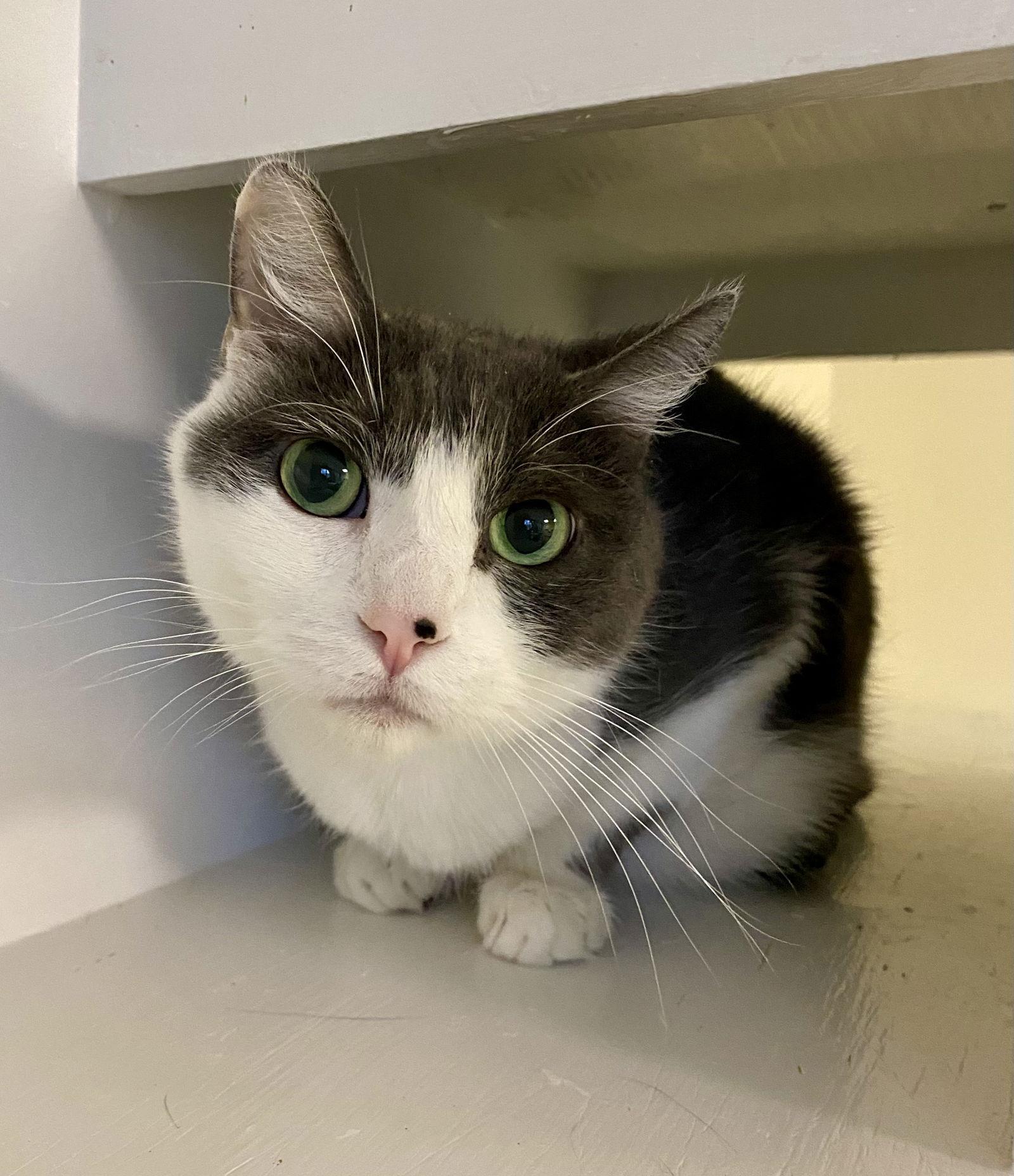 Emilio, Adoptable, Senior Male Domestic Short Hair.