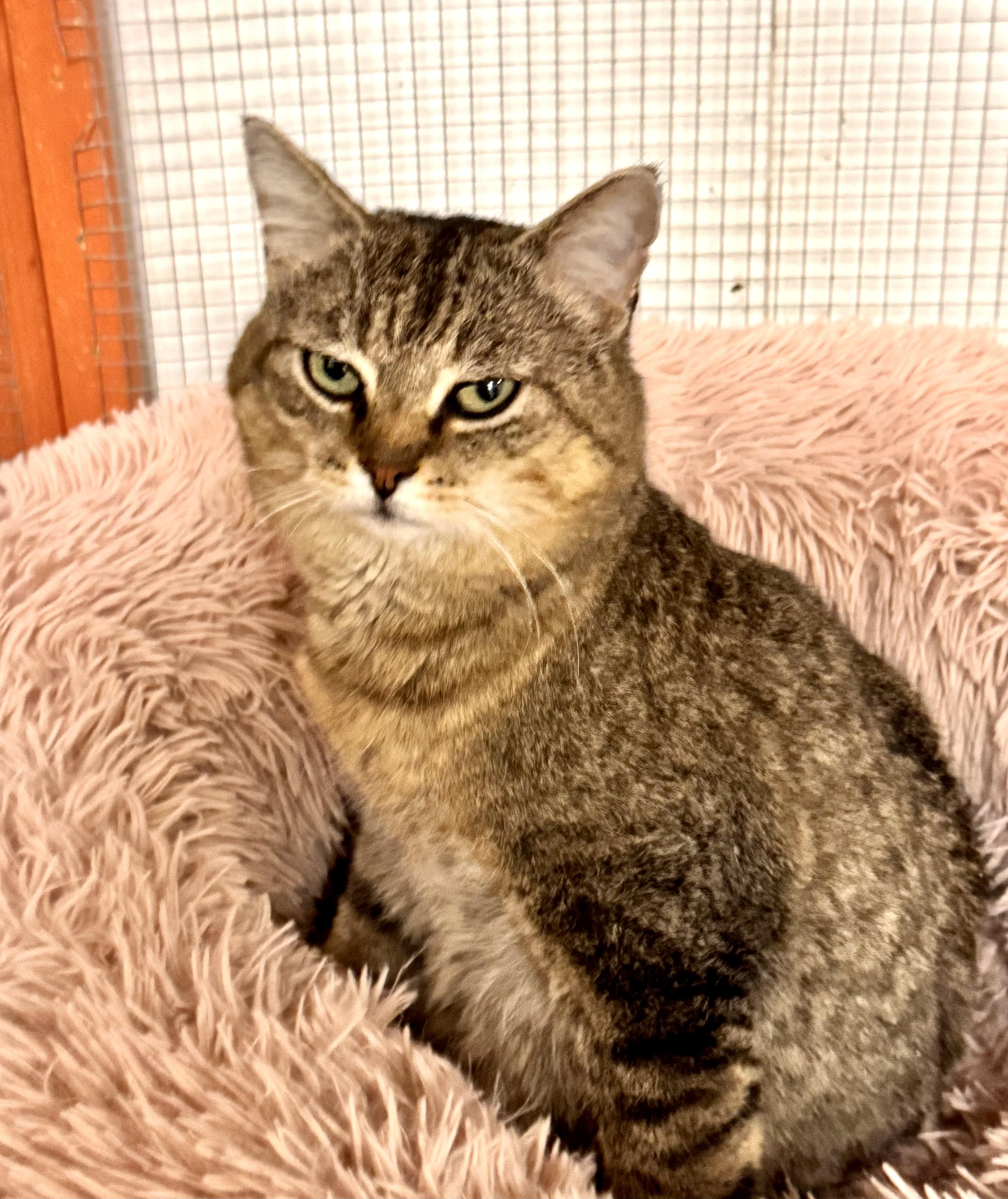 Enlarge Meeko, a ADOPTABLE Domestic Short Hair in Erie, PA image 1/2