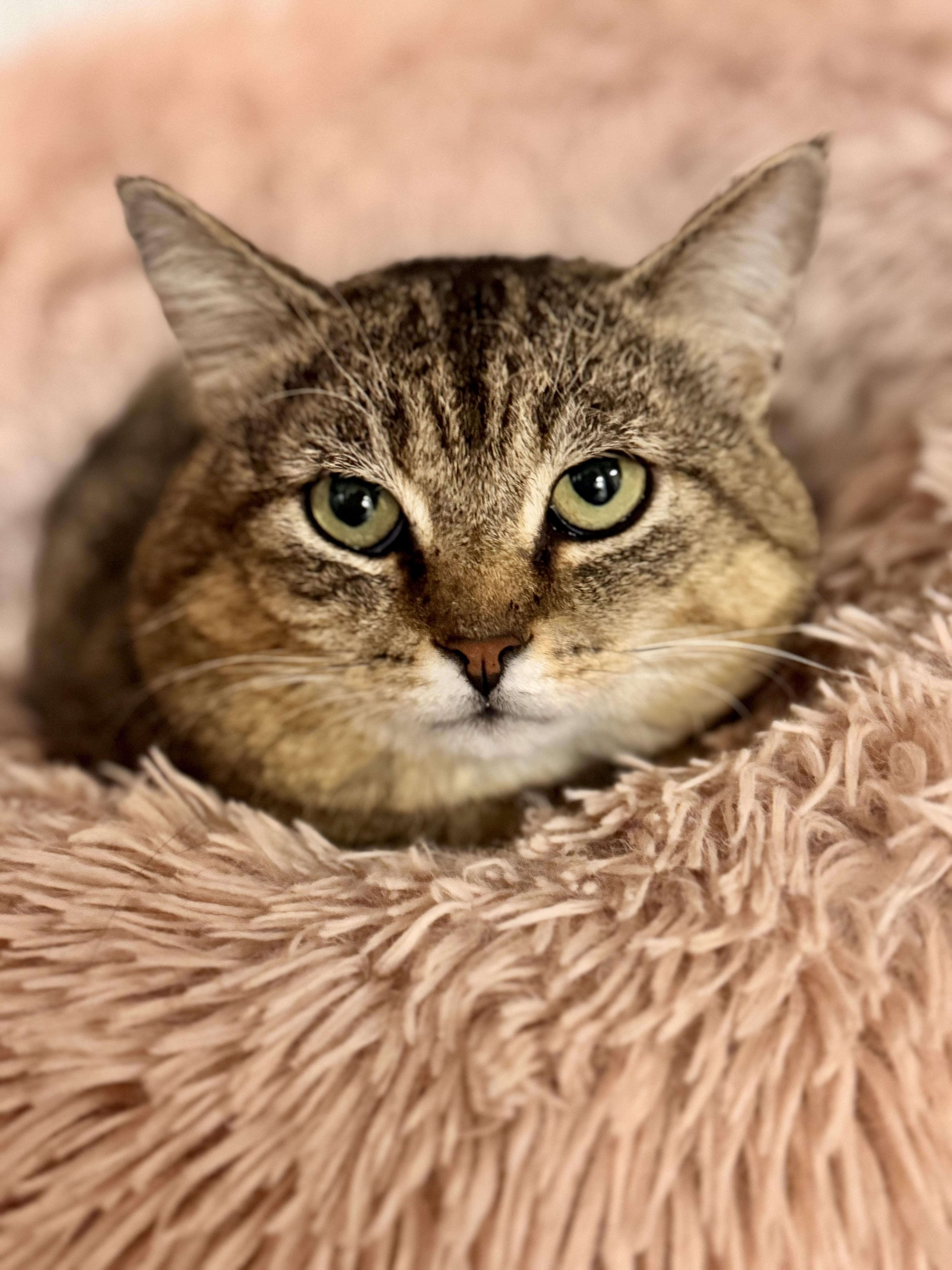 Enlarge Meeko, a ADOPTABLE Domestic Short Hair in Erie, PA image 2/2