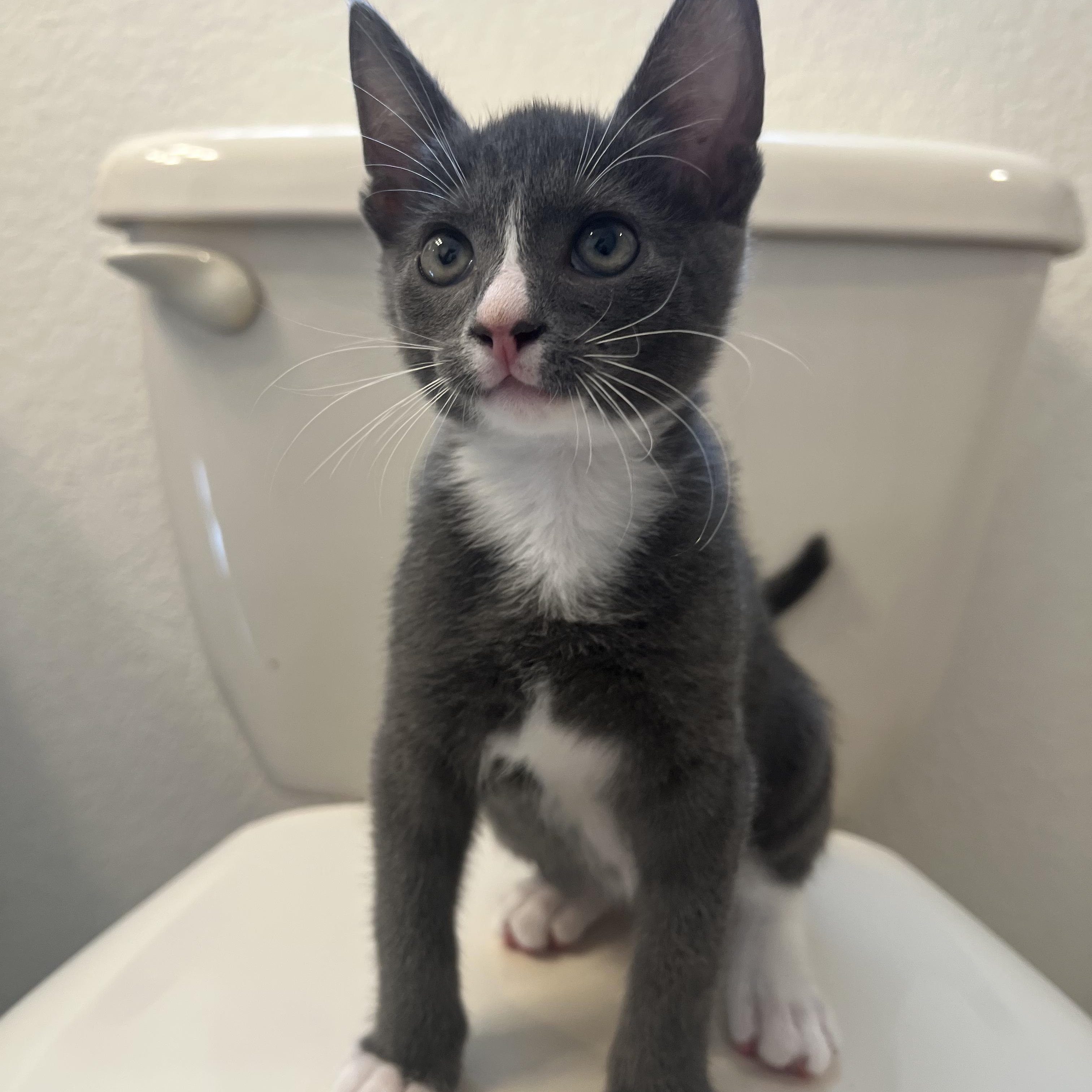 Loki, Adoptable, Kitten Male Tuxedo.