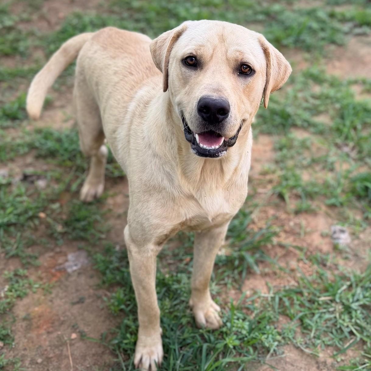 Enlarge Biscuit, a ADOPTABLE mixed breed in Summerdale, AL image 1/1