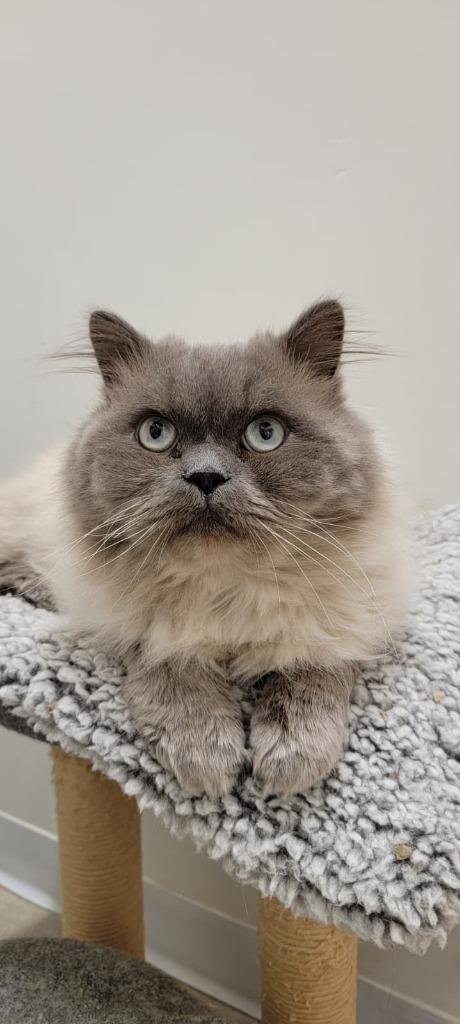 Enlarge Henry, a Adoptable Himalayan in Napa, CA image 1/1