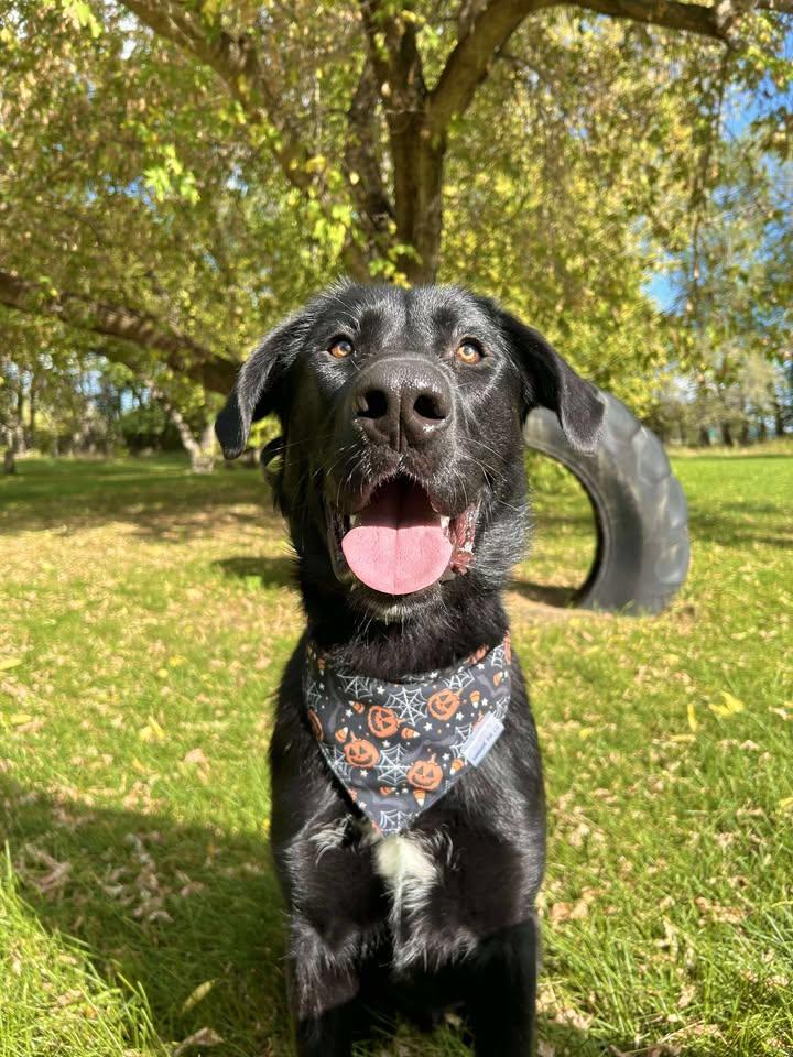 Goomy, an adoptable Black Labrador Retriever in Winnipeg, MB, R2C 3A4 | Photo Image 2