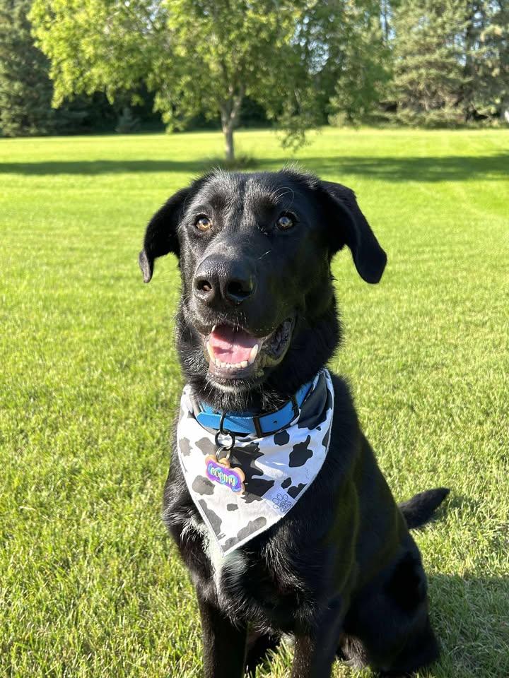 Goomy, an adoptable Black Labrador Retriever in Winnipeg, MB, R2C 3A4 | Photo Image 3