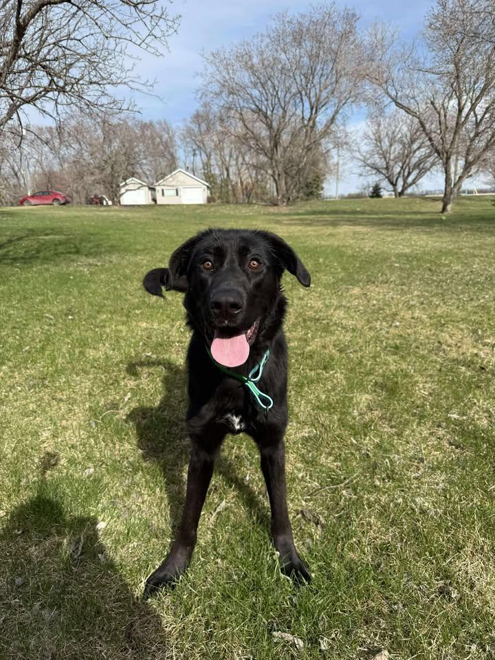 Goomy, an adoptable Black Labrador Retriever in Winnipeg, MB, R2C 3A4 | Photo Image 1