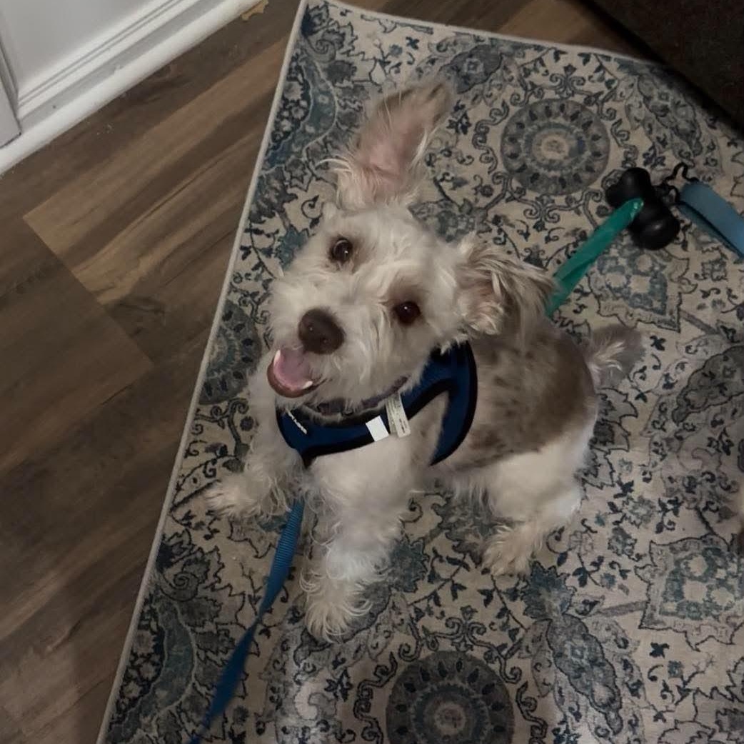 Cisco, a Adoptable Miniature Schnauzer in Homer Glen, IL image 5/6