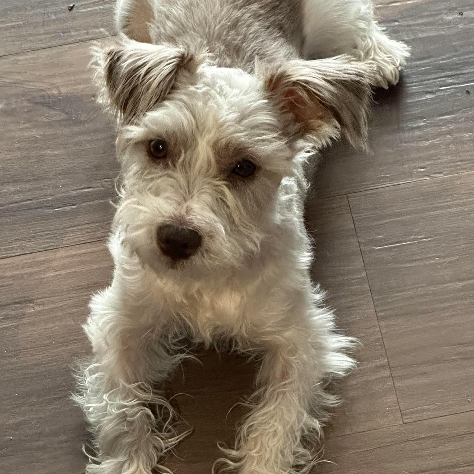 Cisco, a Adoptable Miniature Schnauzer in Homer Glen, IL image 1/6