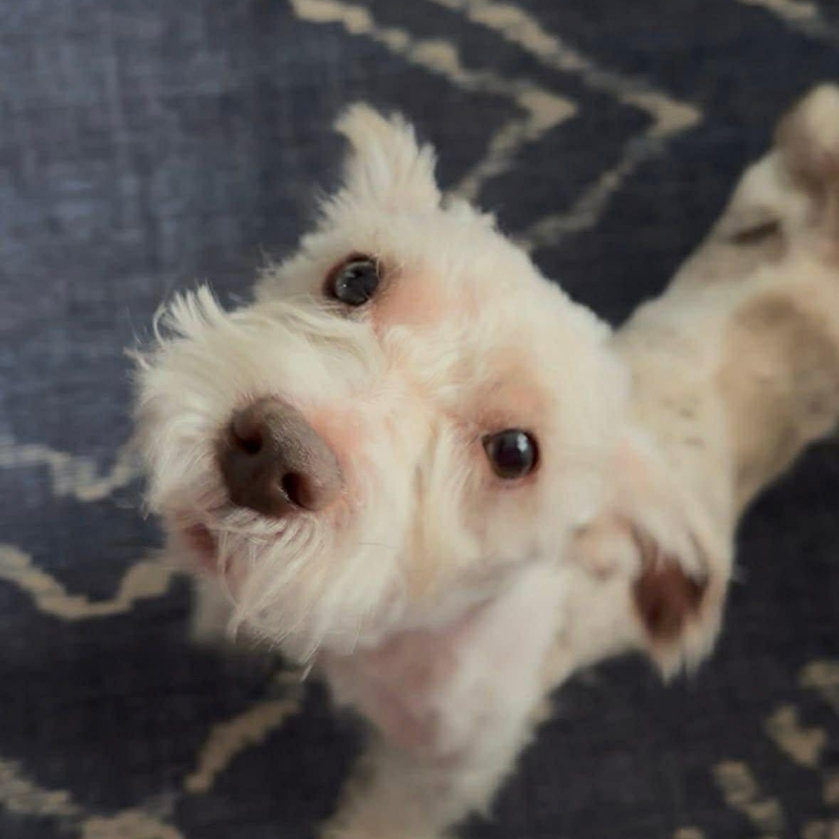 Cisco, a Adoptable Miniature Schnauzer in Homer Glen, IL image 4/6