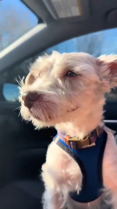Enlarge Cisco, a Adoptable Miniature Schnauzer in Homer Glen, IL video 2/6