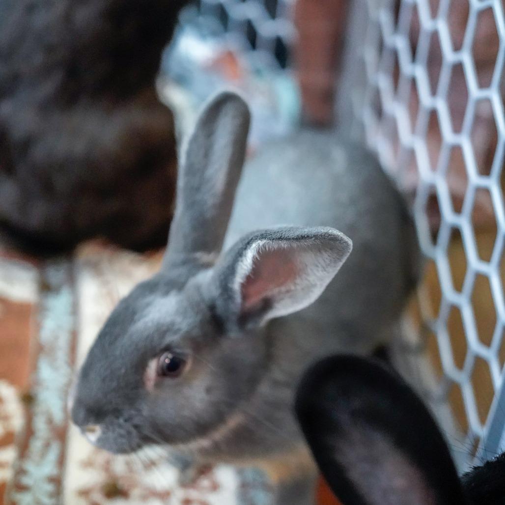Enlarge Earl Grey, a Adoptable American in Thomaston, ME image 1/3
