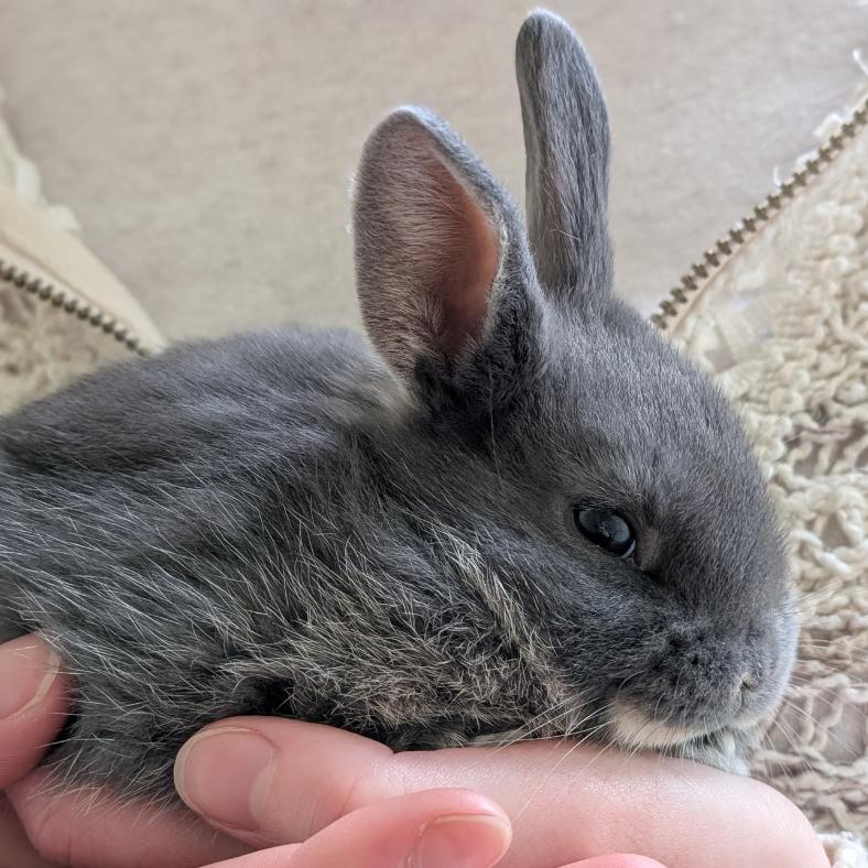Enlarge Earl Grey, a Adoptable American in Thomaston, ME image 2/3
