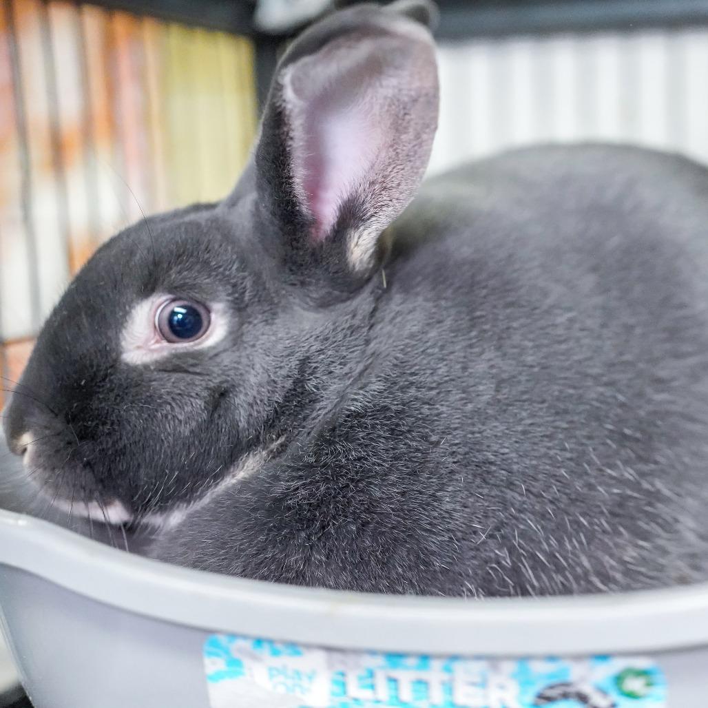 Enlarge Earl Grey, a Adoptable American in Thomaston, ME image 3/3