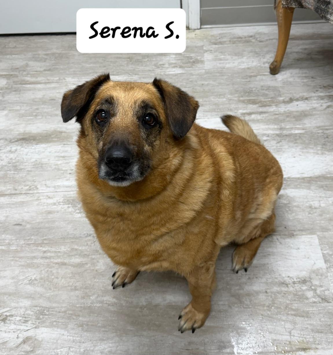 Enlarge Serena S, a Adoptable mixed breed in Urbana, OH image 1/1
