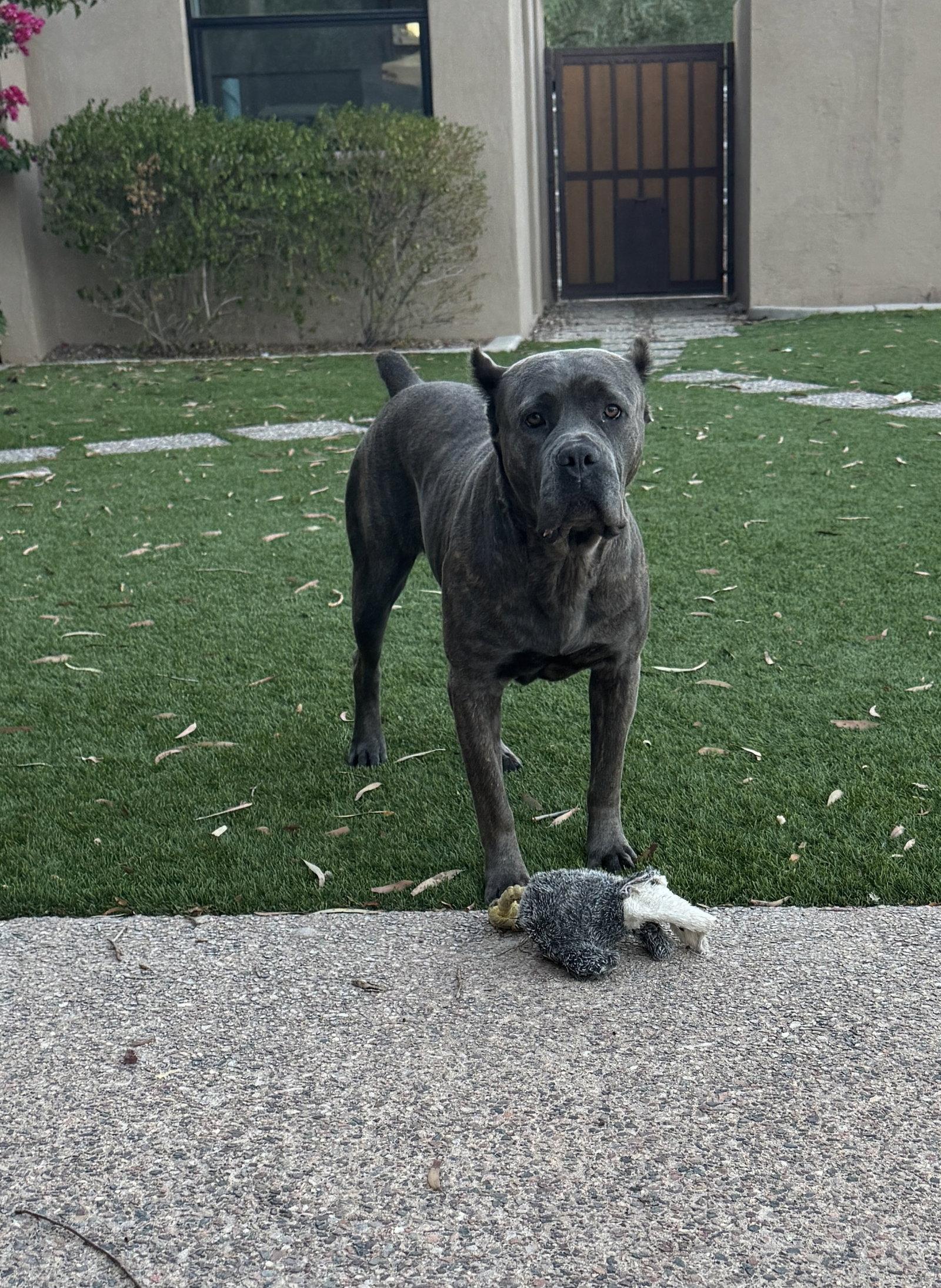 Enlarge Kubrick - I was adopted!, a Adoptable Cane Corso in Glendale, AZ image 1/3