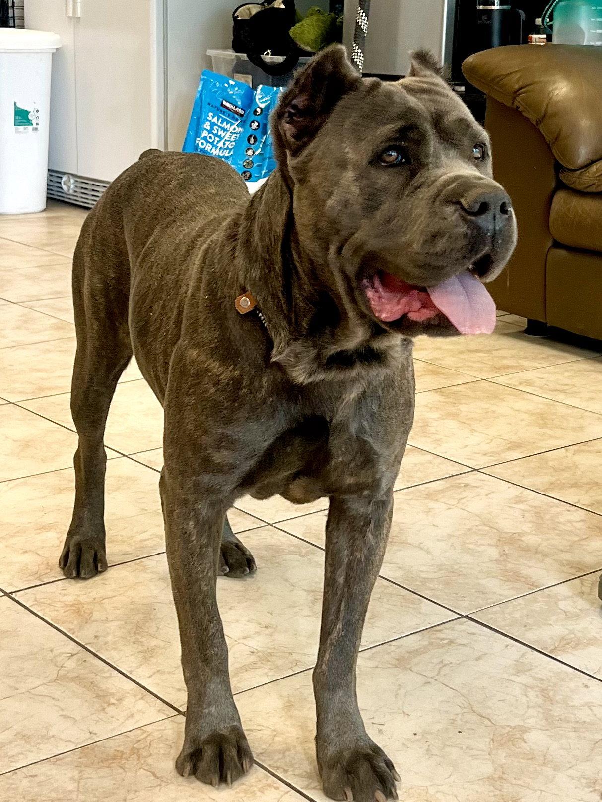 Enlarge Kubrick - I was adopted!, a Adoptable Cane Corso in Glendale, AZ image 2/3