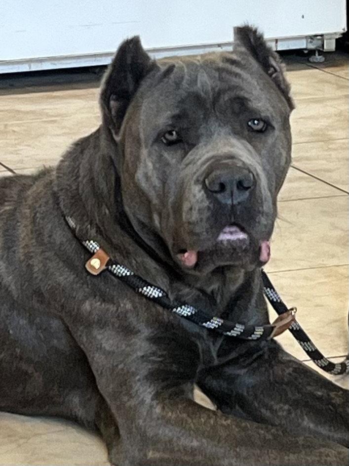 Enlarge Kubrick - I was adopted!, a Adoptable Cane Corso in Glendale, AZ image 3/3