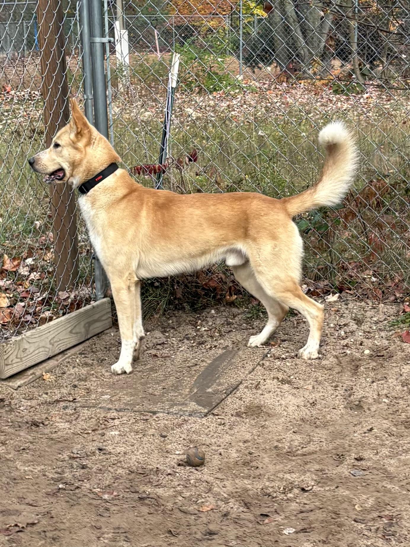 Enlarge Leo, a Adoptable mixed breed in Big Rapids, MI image 3/3