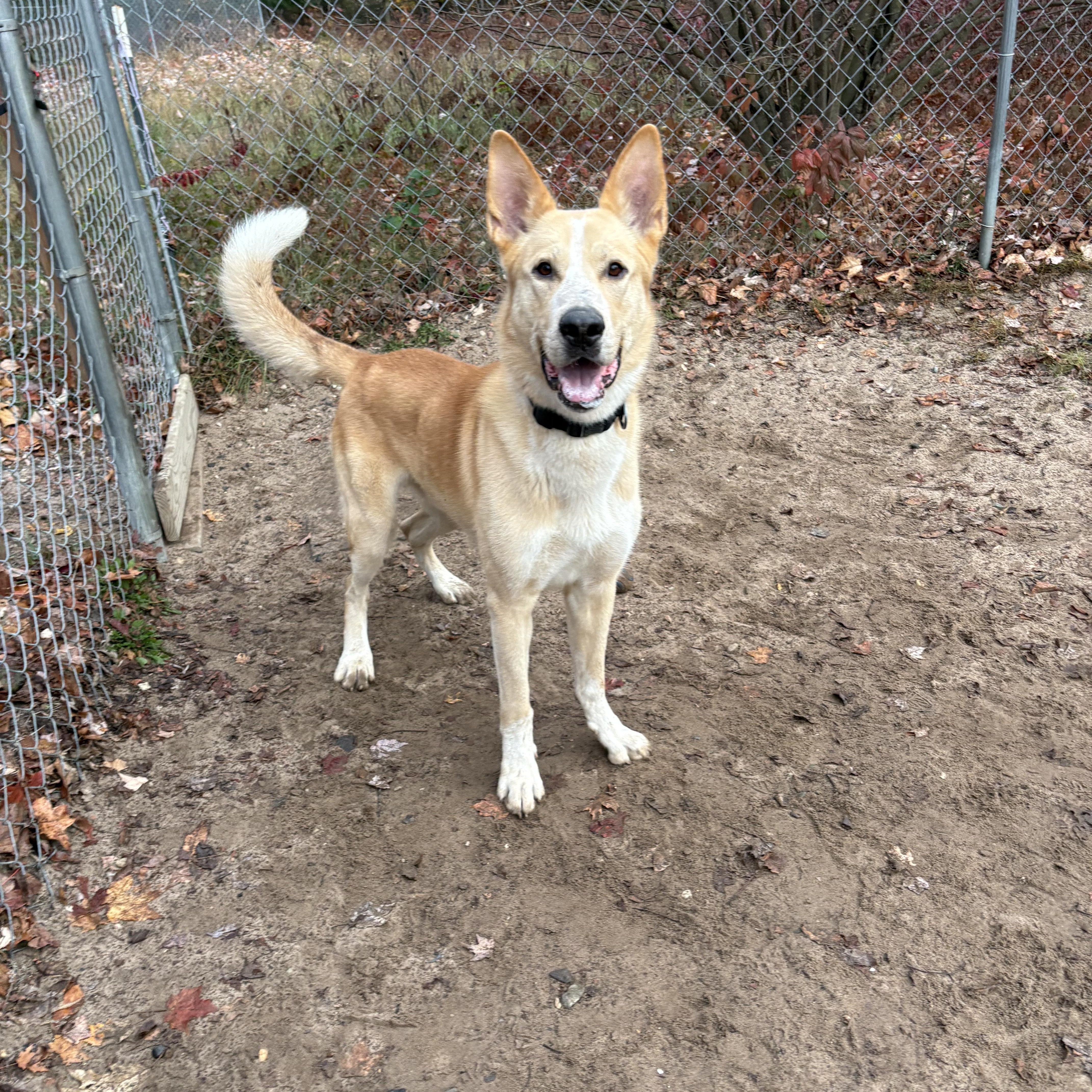 Enlarge Leo, a Adoptable mixed breed in Big Rapids, MI image 2/3
